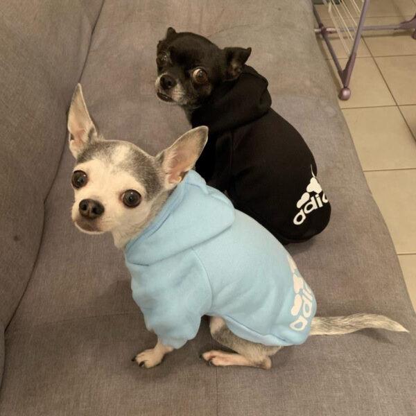 Warm Dog Hoodie for Winter - Image 2