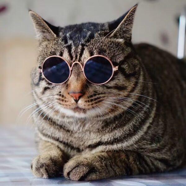 Dog & Cat Sunglasses - Pet Eye Wear - Image 5